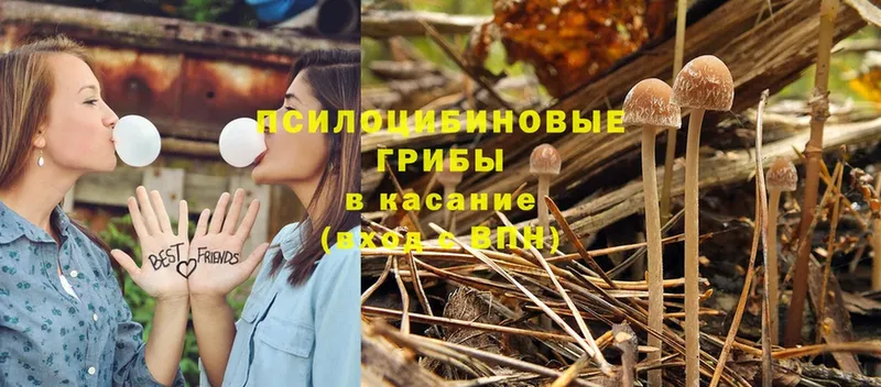 Галлюциногенные грибы Psilocybine cubensis  Иннополис 